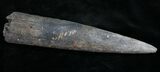 Fossil Marlin (Swordfish) Rostrum - Miocene #9510-1